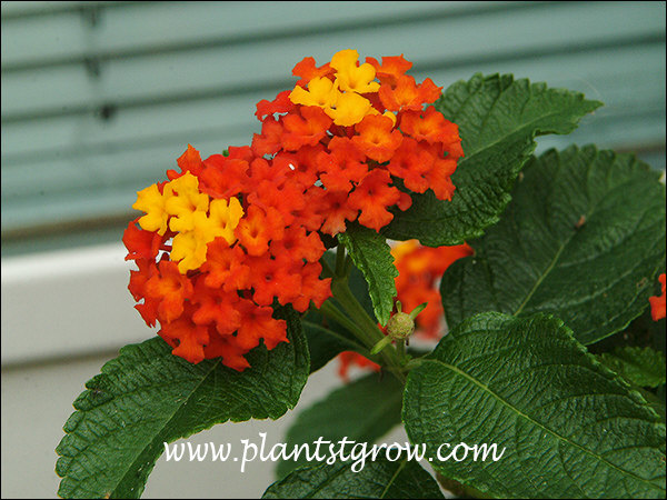 Terminal clusters of florets (flowers)